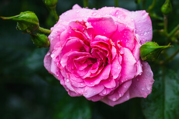 Summer flowers after the rain