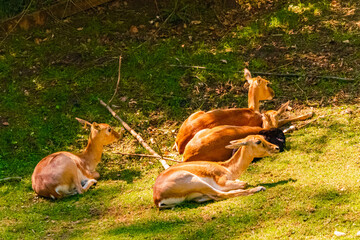 Antilope cervicapra, blackbuck, on a sunny spring day