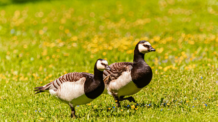 Branta leucopsis, barnacle Goose, on a sunny spring day