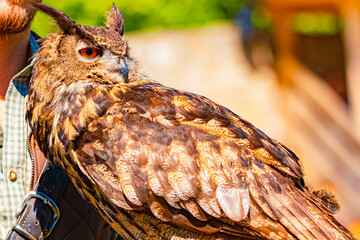Bubo bubo, eurasian eagle owl, on a sunny spring day