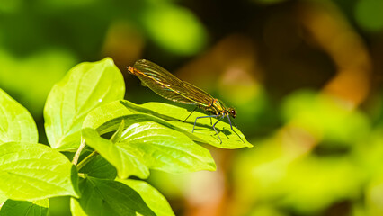 Calopteryx splendens, banded demoiselle damselfly, on a sunny spring day