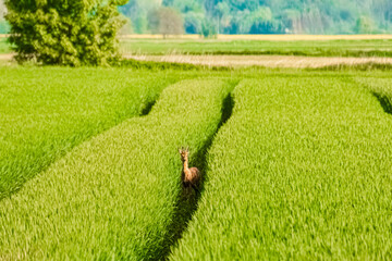 Capreolus capreolus, roe deer, standing in a tractor track in a grain field on a sunny spring day