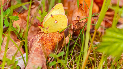 Colias hyale, pale clouded yellow butterfly, on a sunny spring day