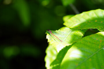 dragonfly on leaf