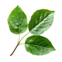 Fototapeta premium Vibrant Green Apple Tree Leaves on Black Background,