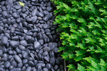 Close up of Vibrant green plants growing with river rocks and black pebbles. A lawn filled with black pebbles and plants growing among the rocks. Textured Detail. Wallpaper Backgrounds.