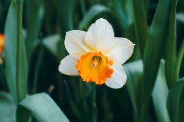 Fototapeta premium Narcissus papyraceus, Paperwhite Flowers in spring garden. Lovely spring Daffodils in bloom. Daffodil Flowers. Close up of White-orange beauty flowers. Close-up of orange flowering plants on field.