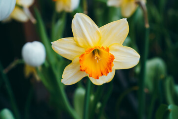 Narcissus papyraceus, Paperwhite Flowers in spring garden. Lovely spring Daffodils in bloom. Daffodil Flowers. Close up of White-orange beauty flowers. Close-up of orange flowering plants on field.