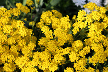 Basket of gold Aurinia saxatilis, also called yellow alyssum and golden tuft, forms dense clusters...