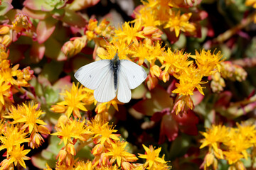 Cabbage white butterfly pieris rapae rests on vibrant yellow blooms of sedum sedum acre, surrounded by lush succulent foliage in bright natural light.