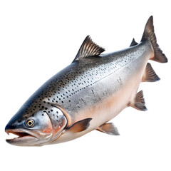 salmon fish isolated on white background