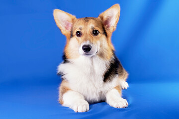 Adorable Corgi Dog Puppy Close-up looks at the camera