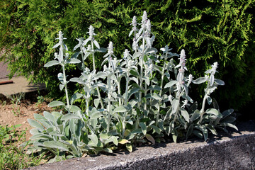Lambs ear Stachys byzantina forms a dense patch of soft, silvery leaves and upright flower spikes, thriving in a sunlit garden bed beside evergreen shrubs and concrete edging
