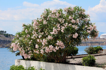 Oleander Nerium oleander, also called rosebay and South Sea rose, forms a large shrub with clusters...