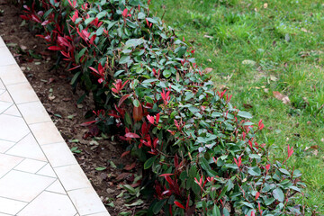 Neatly trimmed photinia hedge with glossy green leaves and vibrant red new growth lines a garden...