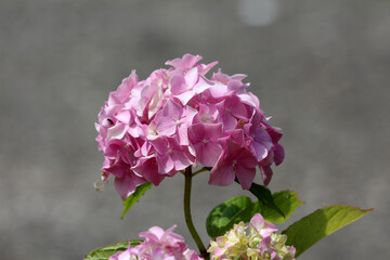 Hydrangea macrophylla, also called bigleaf hydrangea, displays a rounded cluster of delicate pink...