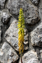 Torch lily Kniphofia uvaria, also called red hot poker and tritoma, features a tall spike of tubular yellow flowers, rising beside a rugged stone wall in summer