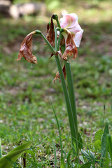 Hippeastrum, also called amaryllis, shows wilted brown petals and one fading pink flower on tall...