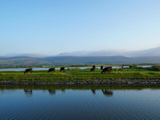 Grazing cattle rest peacefully by a serene lake, framed by soft hills and a pastel sky in the calm...