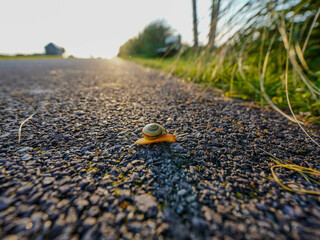 A small snail makes its slow journey across a quiet sunlit road, symbolizing patience and...