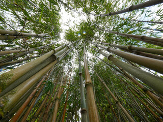 Tall bamboo stalks stretch skyward, surrounded by dense green foliage