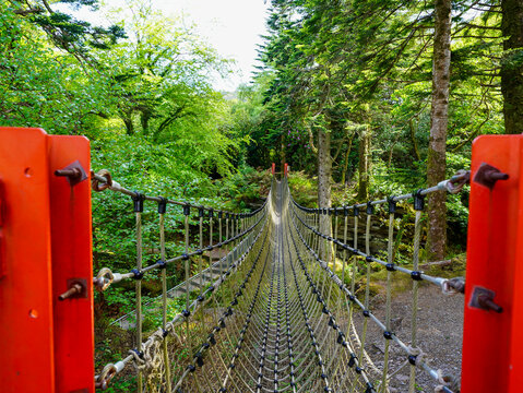 Fototapeta A rope bridge stretches into a vibrant green forest