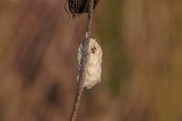 Cocoon of insect or butterfly on dry plant. Empty dry cocoon with hole from which insect has hatched.