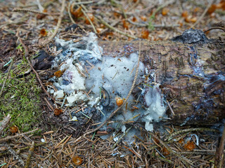 Resin oozes from a fallen conifer, forming a dense white mass on the forest floor