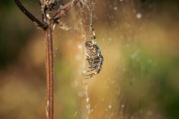 Orb weaver spider slithers down its web, waiting for prey. Side view. High-quality close-up photo.