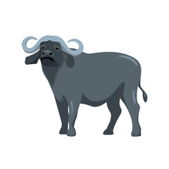 Water Buffalo