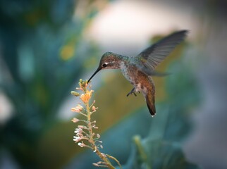 Fototapeta premium Hummingbird in Motion