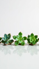 Several small succulents in neat row on pristine white surface , plants, website