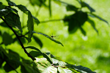 dragonfly on a leaf