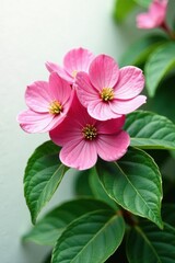 Stunning pink dogwood flower cluster, lush green leaves Pure white backdrop , plant, pink blossoms