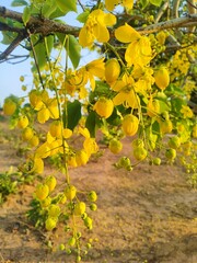 yellow grape vine