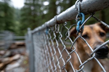 A close-up of a dog looking through a fence in a lush, green forest, evoking emotions of longing and captivity in a natural environment.