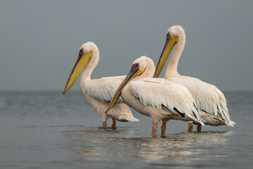 A group of Great White Pelicans resting and wading in a calm lagoon in Namibia. Perfect for wildlife, birdwatching, African nature, travel photography, and natural habitat themes.