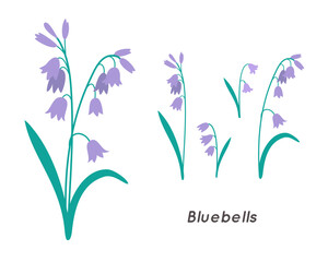 Bluebells Minimalist Floral Illustration. Trendy Botanical Vector Art.
