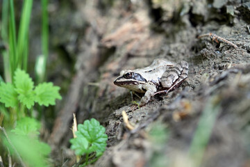frog in the grass