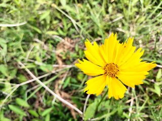 Coreopsis Flower in Wild Woodland