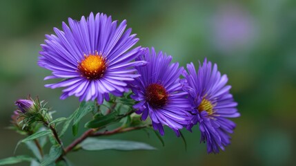 Obraz premium Purple aster blossoming, bright orange centers contrasting against soft green garden backdrop, showcasing summer floral vibrancy