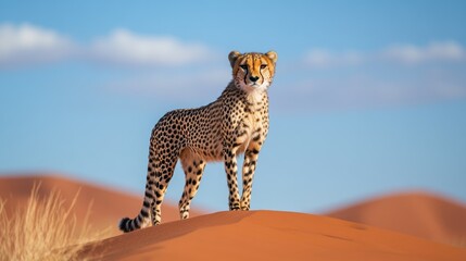 Obraz premium Cheetah stands atop a dune, gazing forward in a sandy African landscape