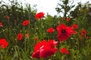 Red poppy flowers in the field. Wild poppy meadow with beautiful purple wildflowers. Horizontal...
