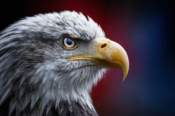 Obraz premium Realistic Bald Eagle Portrait with Sharp Beak and Abstract Patriotic Color Gradient