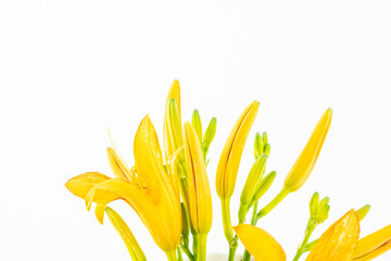 Fresh daylily on white background