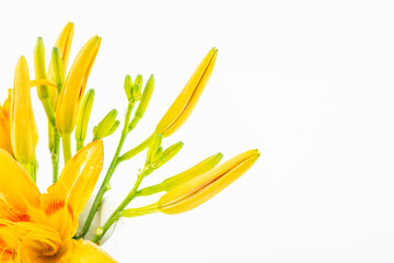 Fresh daylily on white background