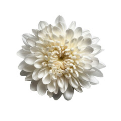 Beautiful white flower with numerous delicate petals, showcasing intricate details and soft, elegant appearance. This floral arrangement evokes sense of tranquility and purity