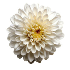 Beautiful white flower with layered petals, showcasing intricate details and vibrant center, evokes sense of tranquility and elegance. This stunning bloom is perfect for various floral