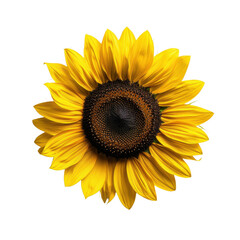 Obraz premium Vibrant sunflower with bright yellow petals and dark center, symbolizing warmth and positivity, stands out against transparency background, creating striking visual impact