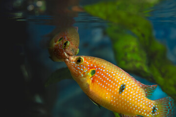 Two jewel cichlids locked in an intense underwater fight